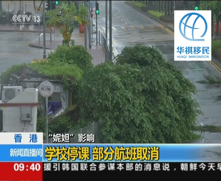 央視新聞頻道報道8月2日“妮妲”襲擊香港的畫面，一顆枝葉茂盛的大樹被吹倒在路中間