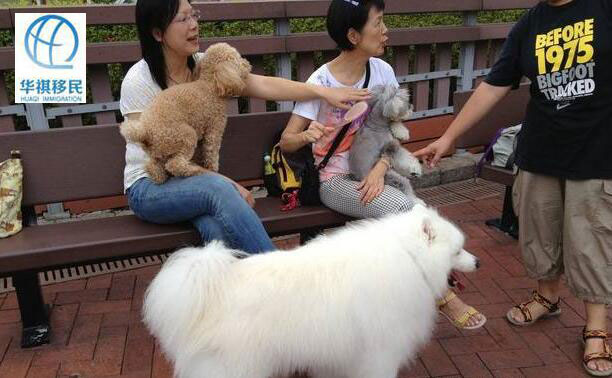 Ivon，帶著她的寵物狗小貝到公園遛彎，和養狗人事交流經驗